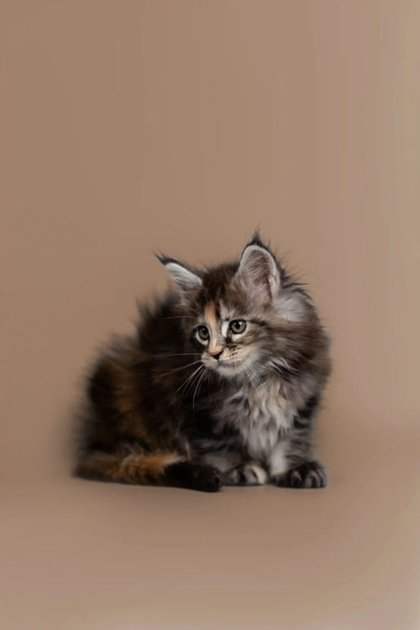 Fluffy gray and white Maine Coon kitten with alert expression and pointed ears