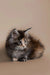 Fluffy gray and white Maine Coon kitten with alert expression, the perfect coon kitten