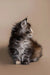 Fluffy gray and white Maine Coon kitten sitting upright, looking adorable