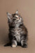 Fluffy gray and white tabby Maine Coon kitten gazing upwards in Golubka product