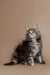 Fluffy gray and white Maine Coon kitten sitting upright, showcasing adorable charm