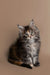 Fluffy gray and white tabby Maine Coon kitten sitting upright, cute and playful