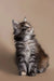 Fluffy gray and white Maine Coon kitten sitting up with an alert expression