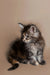 Fluffy gray and white tabby Maine Coon kitten sitting attentively, perfect for Golubka