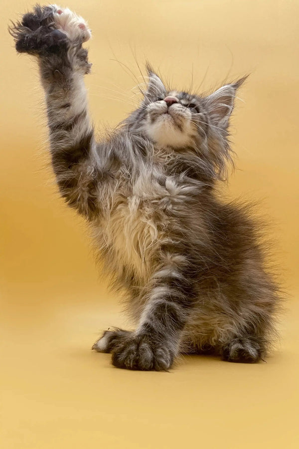 Fluffy Maine Coon kitten with a raised paw, showcasing the adorable Coon kitten vibe