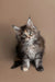 Fluffy Maine Coon kitten with wide eyes and perked ears in Golubka product