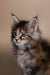 Fluffy Maine Coon kitten with pointed ears and an alert expression, perfect feline friend