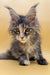 Long-haired tabby Maine Coon kitten with ear tufts and bright green eyes