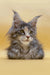 Long-haired gray and white Maine Coon kitten with bright green eyes and ear tufts