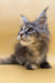 Long-haired gray tabby Maine Coon kitten with alert expression and tufted ears