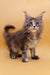 Fluffy gray Maine Coon kitten with cute ear tufts in Golubka product