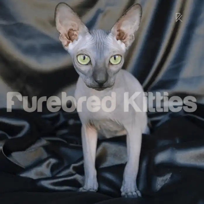 Sphynx Cats for Sale | Kittens For Goya | Kitten