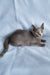 Grace | russian blue kitten