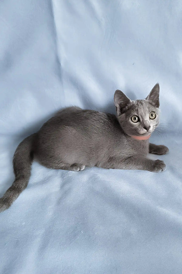 Grace | russian blue kitten