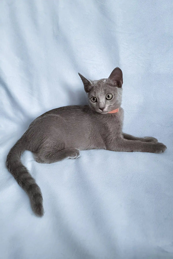 Grace | russian blue kitten