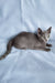 Grace | russian blue kitten