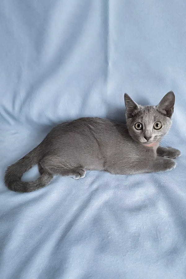 Grace | russian blue kitten