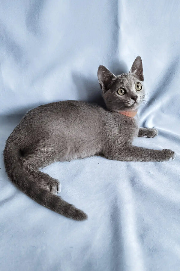 Grace | russian blue kitten
