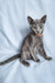 Grace | russian blue kitten