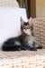 Gray Tabby kitten relaxing on a woven chair, perfect for any Maine Coon kitten lover