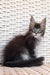 Gray and white Maine Coon kitten with alert eyes and fluffy fur ready for a new home