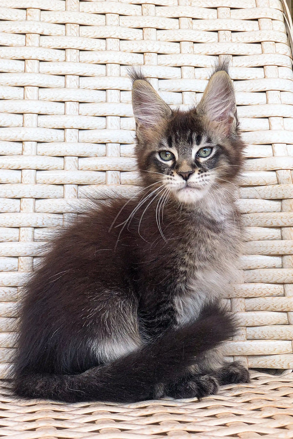 Gray and white fluffy Maine Coon kitten with pointed ears and cute whiskers