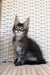 Fluffy gray Maine Coon kitten with alert eyes and prominent ears for sale