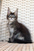 Fluffy gray and white Maine Coon kitten with alert eyes and cute pointed ears