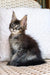 Fluffy gray Maine Coon kitten with big ears on a cozy white cushion