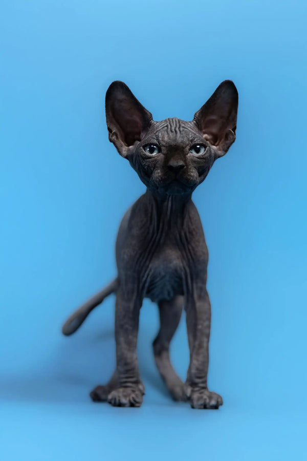 Adorable hairless black kitten from Graf Canadian Sphynx Kitten collection