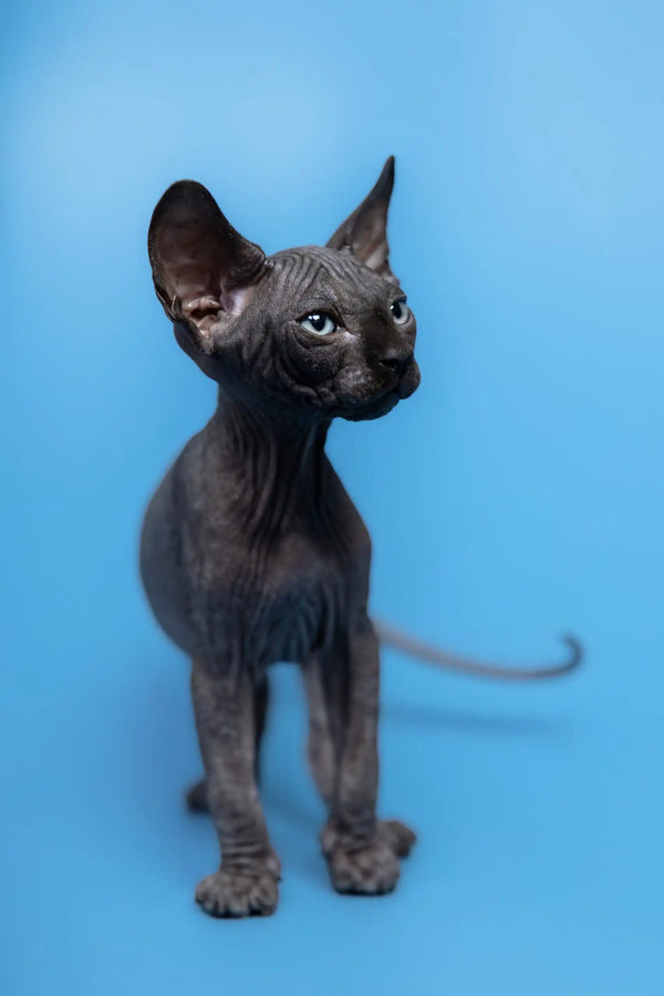Hairless black Sphynx kitten from Graf, the ultimate Canadian cutie for pet lovers