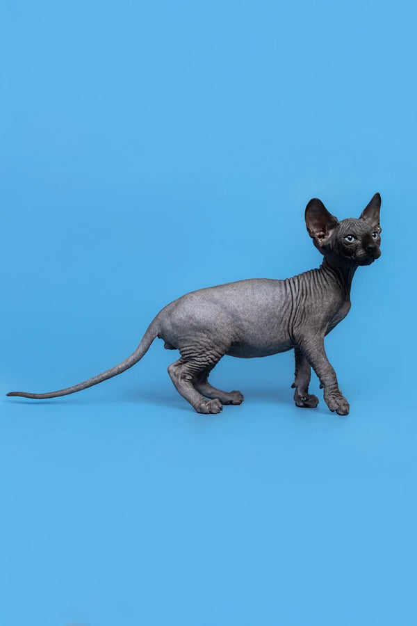 Hairless gray Sphynx cat featured in Graf Canadian Sphynx Kitten product