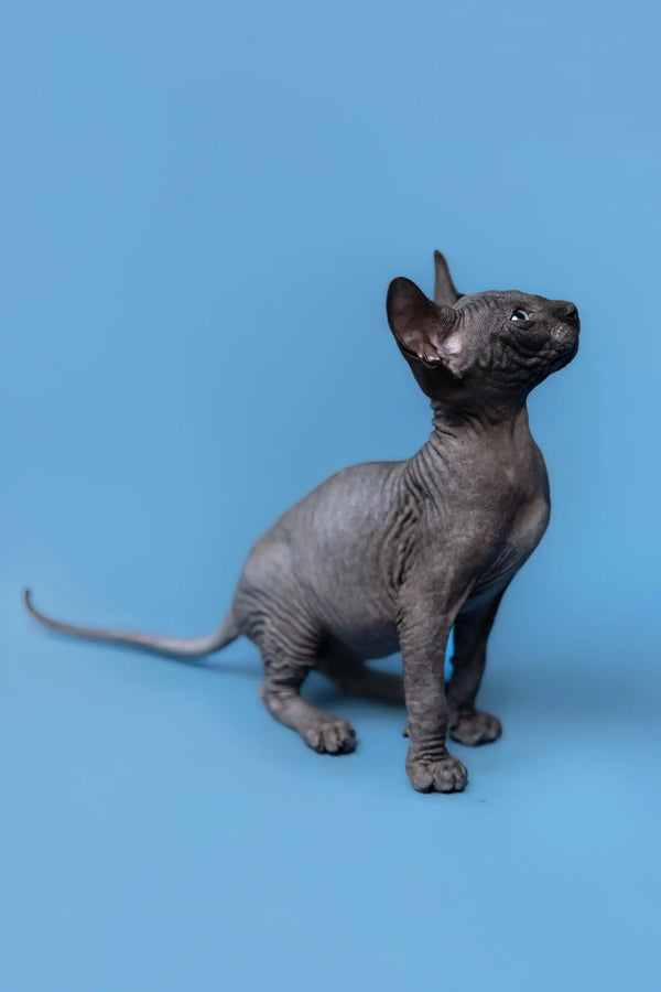 Hairless gray kitten from Graf, the adorable Canadian Sphynx breed