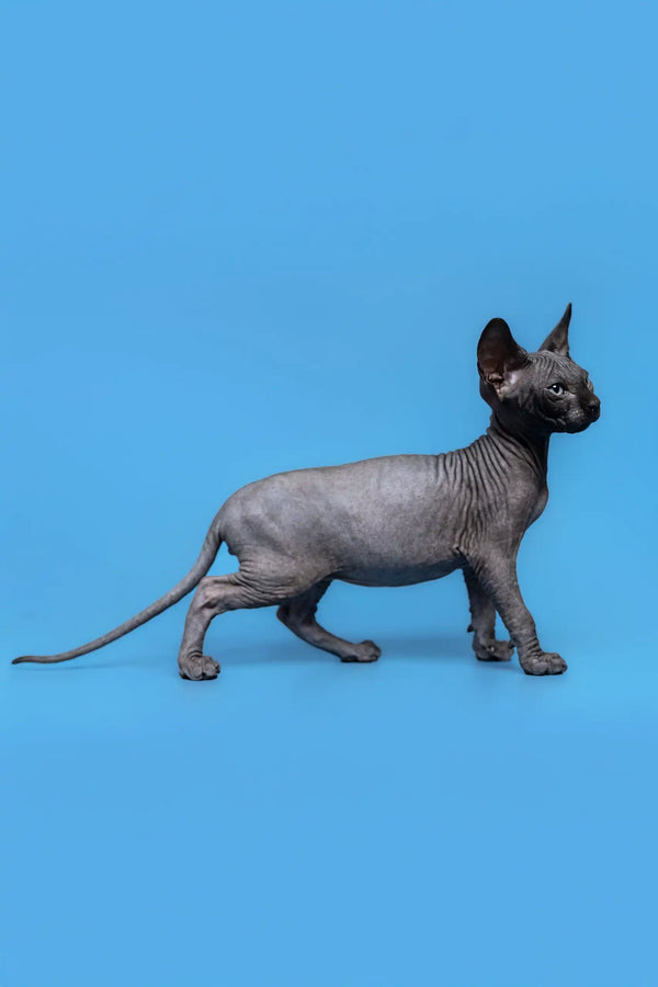 Hairless gray Sphynx cat from the Graf Canadian Sphynx Kitten collection