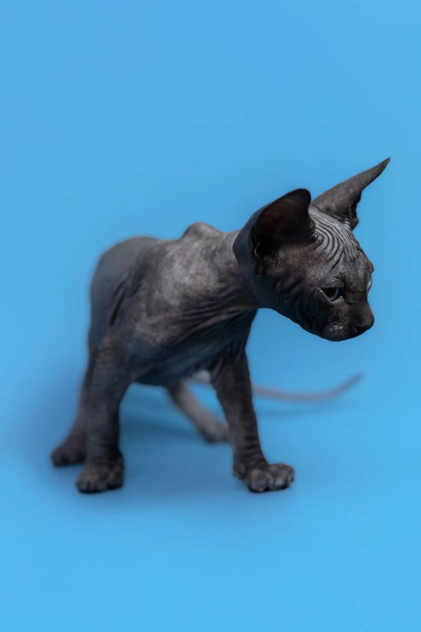 Hairless gray Sphynx cat in Graf Canadian Sphynx Kitten product photo