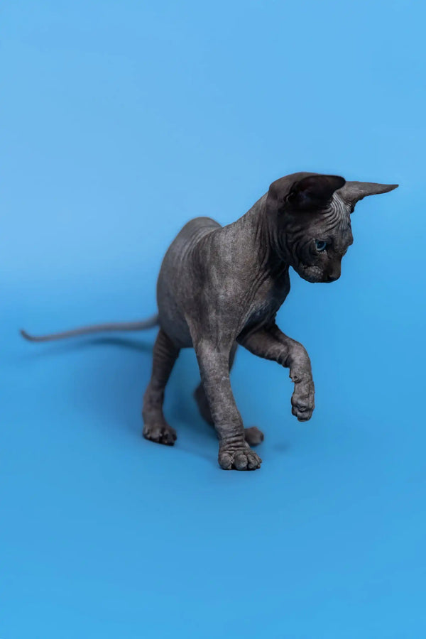Hairless gray kitten from Graf, a playful Canadian Sphynx ready for cuddles