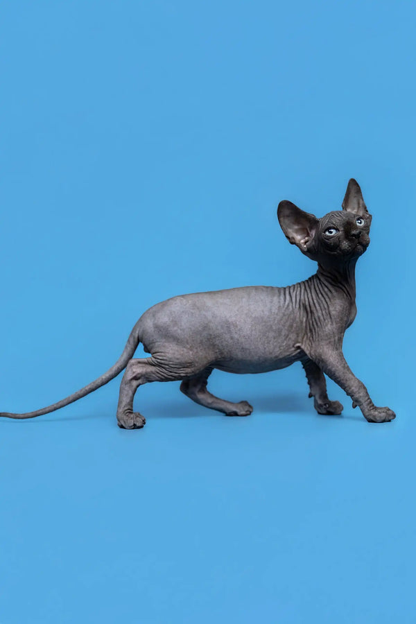 Cute hairless gray Sphynx cat from the Graf Canadian Sphynx Kitten product line