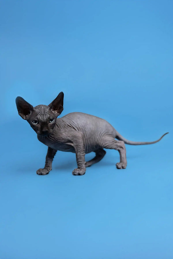 Hairless gray Sphynx cat from Graf Canadian Sphynx Kitten product lineup