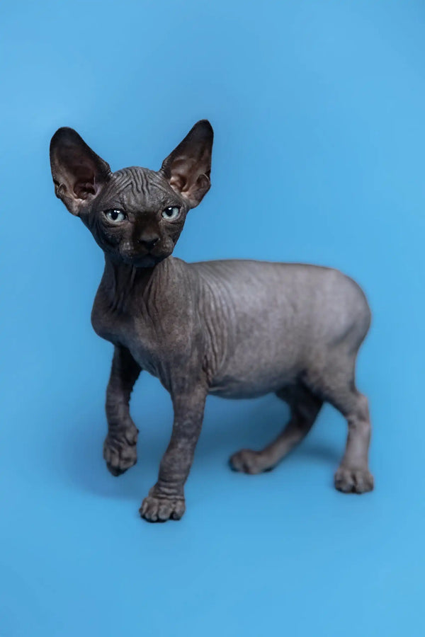 Hairless gray Canadian Sphynx kitten from Graf, showcasing its unique charm