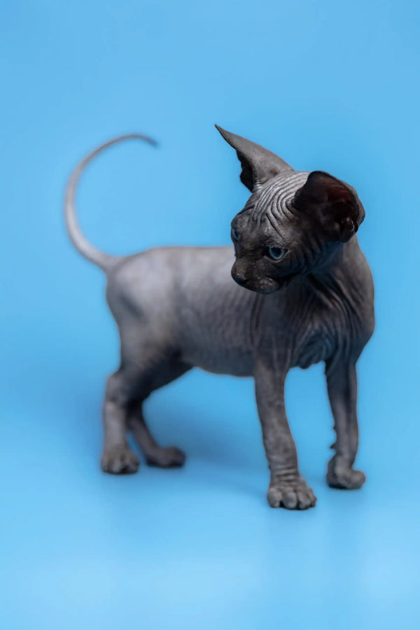 Cute Hairless Gray Cat in the Graf Canadian Sphynx Kitten Product Display