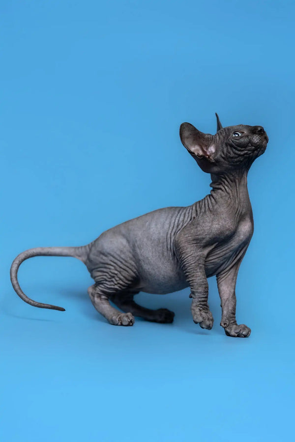 Wrinkled gray Sphynx cat from the Graf Canadian Sphynx Kitten collection