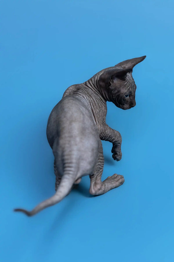 Wrinkled gray Sphynx cat displayed in Graf Canadian Sphynx Kitten product
