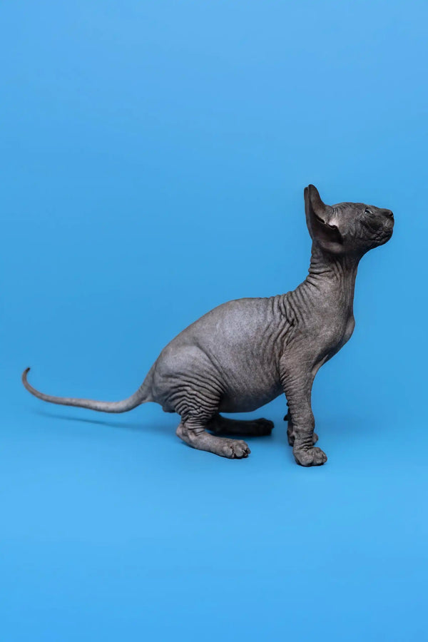 Wrinkled gray Sphynx cat for the Graf Canadian Sphynx Kitten product showcase