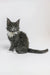 Adorable gray and white Maine Coon kitten from the Graf collection