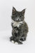 Cute Gray and White Maine Coon Kitten from Graf Maine Coon Kitten Collection