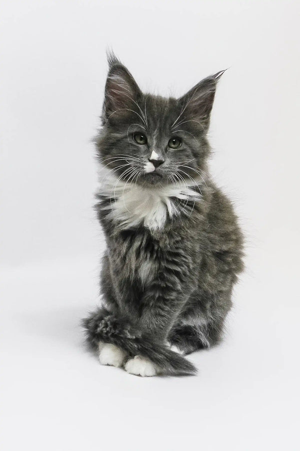Cute Gray and White Maine Coon Kitten from Graf Maine Coon Kitten Collection