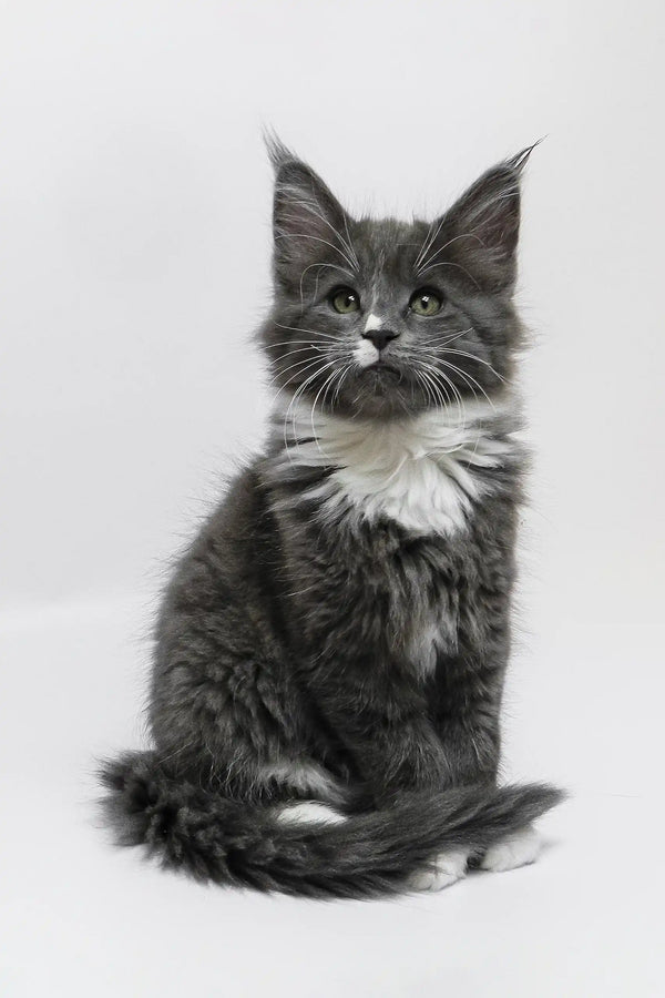 Gray and white Maine Coon kitten in Graf Maine Coon Kitten product display