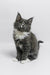 Gray and white Maine Coon kitten from Graf, super cute and playful addition!