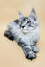 Graff | maine coon kitten