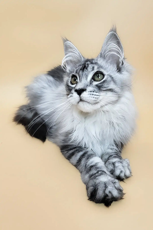 Graff | maine coon kitten